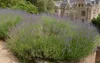 Bloomique - 12er Set - Lavandula Angustifolia - Lavendel Produktbild-Vorschau 7