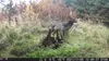Outdoor Wildlife Hunting Trail und Wildkamera OXE Gepard Produktbild-Vorschau 14