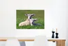 MuchoWow® Poster Zwei Lämmer liegen zusammen im hohen Gras Produktbild-Vorschau 5