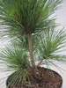Pinus thunbergii Corticosa - Japanische Korkrinden Produktbild-Vorschau 3