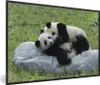 MuchoWow® Gerahmtes Poster Pandas - Gras - Stein 60x40 cm - Produktbild-Vorschau 1
