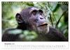 UGANDA - Berggorillas & Chimps (Wandkalender 2027 DIN A4 Produktbild-Vorschau 14