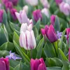 Bloomique - Mix van 20 - Tulipa Purple Mix - Paarse Mix - Voir les images du produit 5