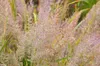Stauden Gänge 1 x Calamagrostis brachytricha im 1 Liter Produktbild-Vorschau 6