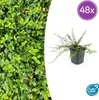 Euonymus fortunei 'Minimus' - Půdopokryvná rostlina - 48 Náhled obrázku produktu 2
