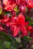 Rhododendron luteum 'Royal Command', gelb, 40–50 cm Produktbild-Vorschau 1