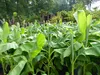 Bananenstaude Banane Musa Basjoo 140 - 170 cm winterhart Produktbild-Vorschau 2