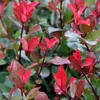 2 x  Fotinia  - Photinia fraseri 'Little Red Robin'  | Náhled obrázku produktu 1