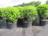 Prunus lusitanica angustifolia Kugel - Portugiesische Produktbild-Vorschau 2