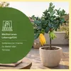 Meine Orangerie Buddhas Hand Zitrone Mezzo - echter Produktbild-Vorschau 2