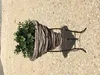 Pflanzschale mit Metallständer - Gartenfigur Produktbild-Vorschau 2