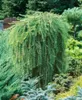 Larix kaempferi 'Pendula', Japanische Lärche, hängend, Produktbild-Vorschau 12