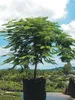 Plamenný strom (Delonix regia)  – 5 semien Náhľad obrázku produktu 3