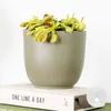 Bloomique - Dionaea Muscipula - Dionée Attrape-Mouche - Voir les images du produit 2