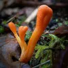 Cordyceps Hrotlife 60 cps Produktbild-Vorschau 4