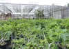 Feigenbaum 180 cm Stammumfang 14 - 20 cm, winterhart, Produktbild-Vorschau 5