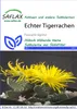 Artikelbild 1 von 'Kaktus Echter Tigerrachen' aus der Kategorie Kaktussamen Produktbild-Vorschau