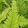 6 kusů kapradiny měkkolisté (Polystichum setiferum) | Náhled obrázku produktu 2
