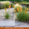 Stauden Gänge 3 x Kniphofia Kollektion - Fackellilie Produktbild-Vorschau 4