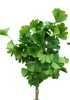 Albero a ventaglio 'Ginkgo biloba Mariken' standard 80 cm Anteprima dell’immagine prodotto 1