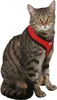KERBL Katzenhalsband, rot Produktbild-Vorschau 3