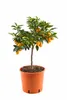 Kumquat Pflanze Fortunella margarita 70–80 cm – Ovale Produktbild-Vorschau 5