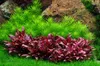 Aquarium Pflanze Pogostemon deccanensis Tropica Nr.053F Produktbild-Vorschau 2
