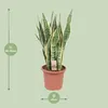 Sansevieria Trifasciata Laurentii Ø25cm x 85cm - jezyk Podgląd zdjęcia produktu 2