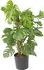 Monstera dziurawa - Monstera deliciosa - Wysokość 120-130cm Podgląd zdjęcia produktu 6