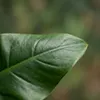 Green boutiQ - Plante d'intérieur - Philodendron - Voir les images du produit 4