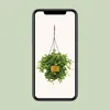 Peperomia Rotundifolia - 25cm - Ø15cm - Plante d'intérieur Voir les images du produit 4