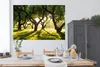 MuchoWow® Poster Bäume - Natur - Sonne 180x120 cm - Produktbild-Vorschau 3