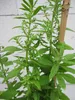 Epazote - Mexikanischer Traubentee - Chenopodium Produktbild-Vorschau 1