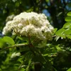 Eberesche Sorbus Edulis Wildobst leuchtend rote Früchte Produktbild-Vorschau 3
