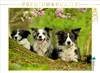 Calvendo Bordercollie Familie 1000 Teile Puzzle quer Produktbild-Vorschau 3