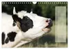 Glückliche Kühe (Wandkalender 2027 DIN A4 quer), CALVENDO Produktbild-Vorschau 5