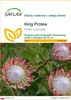 SAFLAX - King Protea - 5 Nasiona - Protea cynaroides Podgląd zdjęcia produktu 1