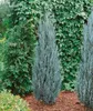 Raketen-Wacholder ´BLUE ARROW´ 60-70 cm, Cont. 2,5 l Produktbild-Vorschau 9