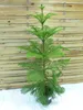 [Palmenlager] XL Araucaria heterophylla 140 cm - Produktbild-Vorschau 1