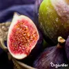 Fig Tekuté hnojivo 2x1 L – 2-1-8 (NPK) – Pre figy a ovocné Náhľad obrázku produktu 4