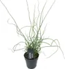 Bloomique - Juncus Spiralis - Korkenzieherbinse - Produktbild-Vorschau 1