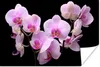MuchoWow® Poster Orchidee - Blumen - Rosa - Flora 60x40 cm Produktbild-Vorschau 1