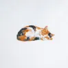 A calico cat is sleeping on a white background. Podgląd zdjęcia produktu