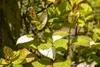Actinidia kolomikta, Kiwi, dekoratives Laub, 60–100 cm Produktbild-Vorschau 3