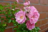 Rosa The Fairy Märchenhaft reich blühende Bodendecker Rose  Produktbild-Vorschau 1