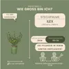 Plants by Frank | Stechpalmen Hecke | Ilex Crenata 'Jenny' Produktbild-Vorschau 4