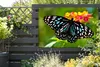 Gartenposter - 120x80 cm - Blauer Tiger Schmetterling  - Produktbild-Vorschau 6