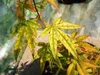 Close-up of a plant's leaves, showing discoloration. Anteprima dell’immagine prodotto