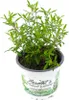 Enseleits Gewürztagetes Orange Gem, Tagetes tenuifolia, Produktbild-Vorschau 1