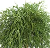 Cipresso verde chamaecyparis 'filifera nana' 30-40 cm Anteprima dell’immagine prodotto 1